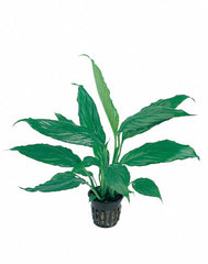 Spathiphyllum Walissii - Pt (Spathiphyllum walissii - PT)