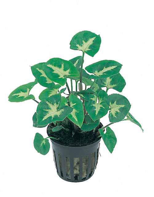 Syngonium Pixie - Pt (Syngonium pixie - PT)