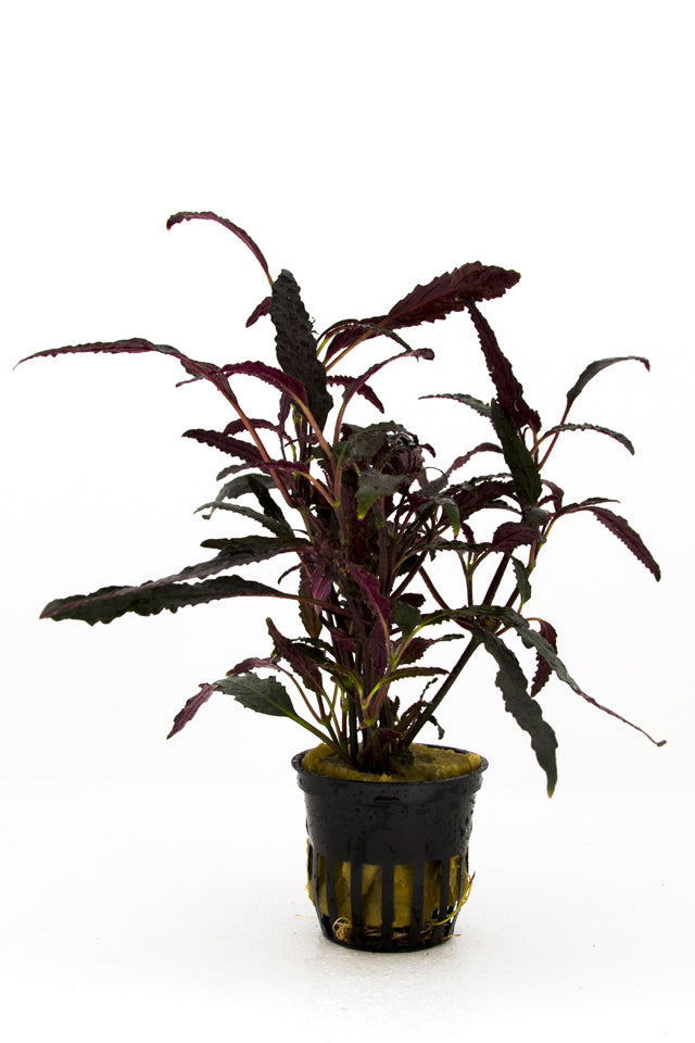 Hemygraphis Exotica - Pt (Hemygraphis exotica - PT)