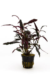 Hemygraphis Exotica - Pt (Hemygraphis exotica - PT)