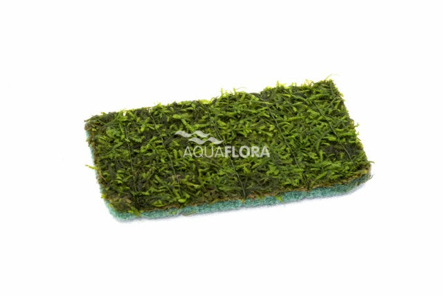 Vesicularia Mat 9X14Cm - Ne (Vesicularia mat 9x14cm - NE)
