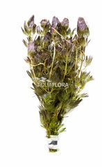 Cabomba Furcata (Piauhyensis) - Ba (Cabomba furcata (piauhyensis) - BA)