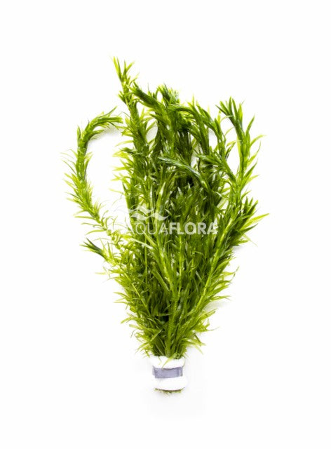 Egeria Densa - Ba (Egeria densa - BA)