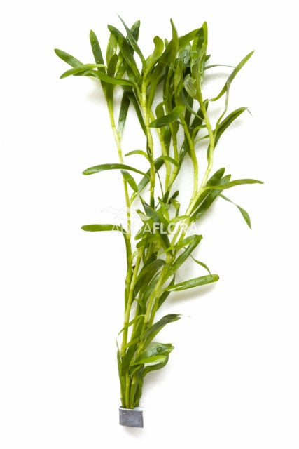 Heteranthera Zosterifolia - Ba (Heteranthera zosterifolia - BA)