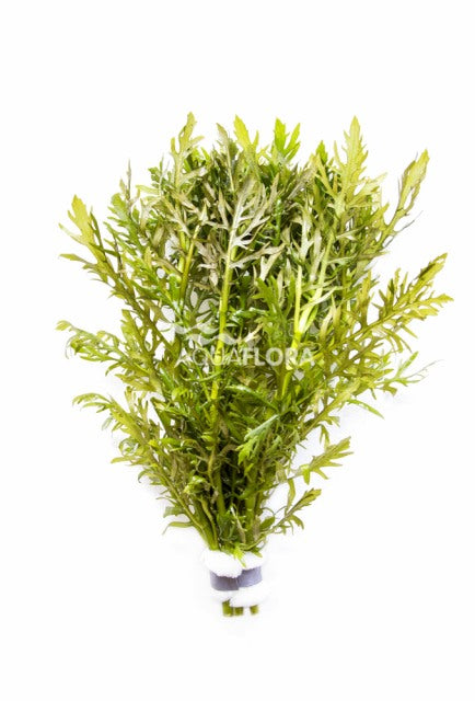 Hygrophila Difformis - Ba (Hygrophila difformis - BA)