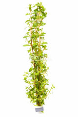 Ludwigia Arcuata - Ba (Ludwigia arcuata - BA)