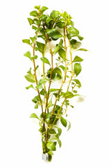 Ludwigia Mullertii - Ba (Ludwigia mullertii - BA)