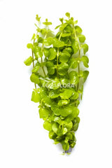 Lysimachia Nummularia 'Aurea' - Ba (Lysimachia nummularia 'Aurea' - BA)
