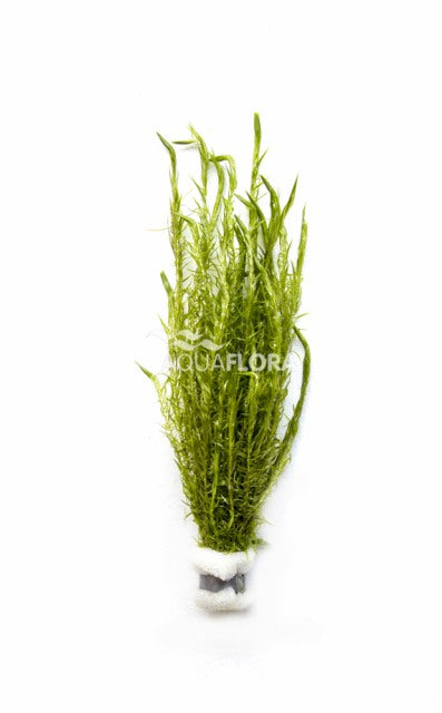 Rotala Sp. 'Nanjenshan' - Ba (Rotala sp. 'Nanjenshan' - BA)