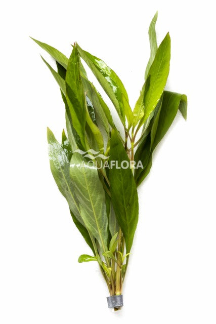 Hygrophila Corymbosa 'Siamensis' - Ba (Hygrophila corymbosa 'Siamensis' - BA)