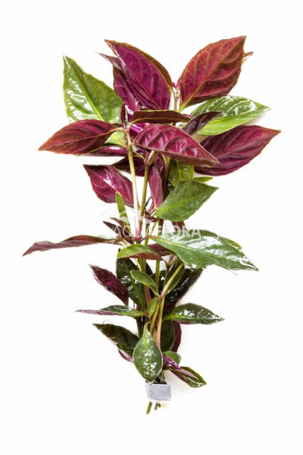 Nomaphila Species (Red) - Ba (Nomaphila species (red) - BA)