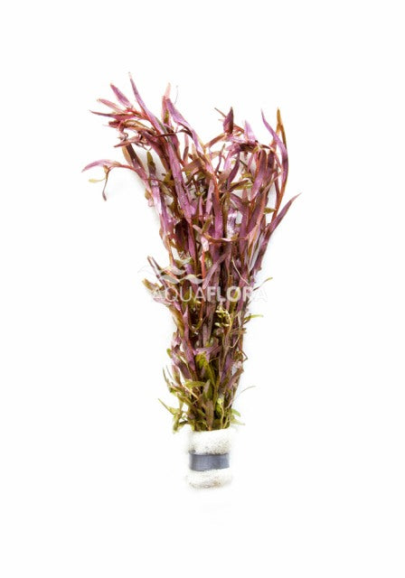 Rotala Rotundifolia - Ba (Rotala rotundifolia - BA)