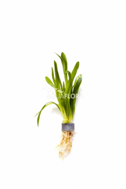 Sagittaria Subulata 'Teres' - Ba (Sagittaria subulata 'Teres' - BA)