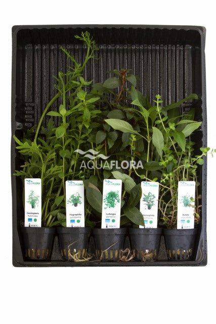 Mix Van 5 Potten - Achtergrond - As (MIX van 5 potten - achtergrond - AS)