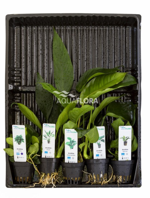 Mix Van 5 Potten - Anubias - As (MIX van 5 potten - Anubias - AS)