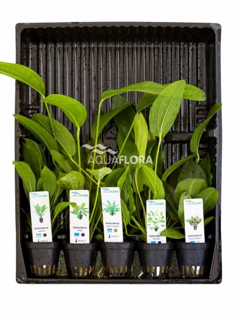 Mix Van 5 Potten - Echinodorus - As (MIX van 5 potten - Echinodorus - AS)