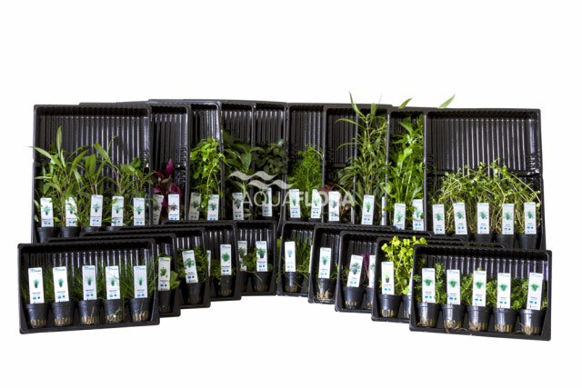 Ass. 2: 20X5 (100) Potten Kleurcode Groen - As (ASS. 2: 20x5 (100) potten kleurcode groen - AS)