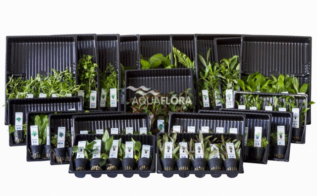 Ass. 7: 20X5 (100) Potten Alle Kleurcodes - As (ASS. 7: 20x5 (100) potten alle kleurcodes - AS)