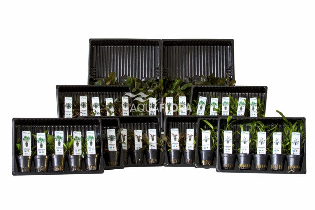 Ass. 4: 5X10 (50) Cryptocoryne - As (ASS. 4: 5x10 (50) Cryptocoryne - AS)