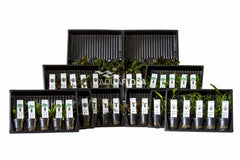 Ass. 4: 5X10 (50) Cryptocoryne - As (ASS. 4: 5x10 (50) Cryptocoryne - AS)