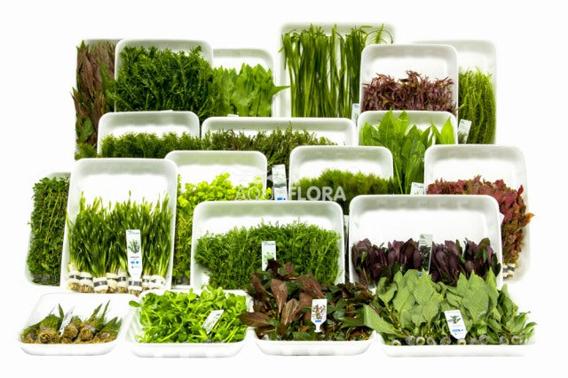 Ass. 13: 20X10 (200) Bundels - As (ASS. 13: 20x10 (200) bundels - AS)