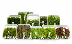 Ass. 12: 10X10 (100) Bundels - As (ASS. 12: 10x10 (100) bundels - AS)