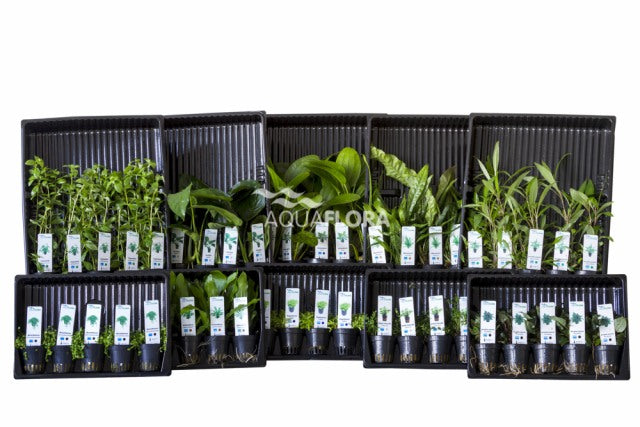 Ass. 6: 10X5 (50) Potten Alle Kleurcodes - As (ASS. 6: 10x5 (50) potten alle kleurcodes - AS)