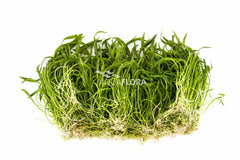 Monosolenium Tenerum - In Vitro Cup (Monosolenium tenerum - In Vitro Cup)