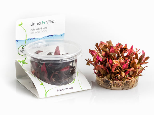 Alternanthera Reineckii 'Mini' - In Vitro Cup (Alternanthera reineckii 'Mini' - In Vitro Cup)
