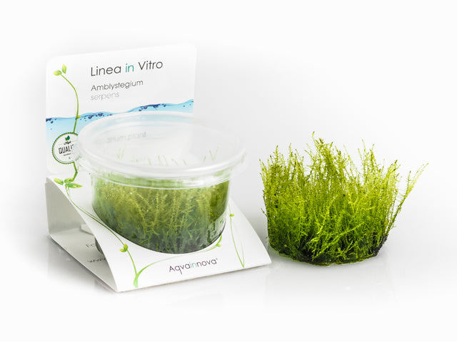 Amblystegium Serpens - In Vitro Cup (Amblystegium serpens - In Vitro Cup)