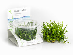 Helanthium Tenellum - In Vitro Cup (Helanthium tenellum - In Vitro Cup)