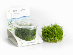 Eleocharis Parvula - In Vitro Cup (Eleocharis parvula - In Vitro Cup)