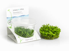 Micranthemum Micranthemoides - In Vitro Cup (Micranthemum micranthemoides - In Vitro Cup)