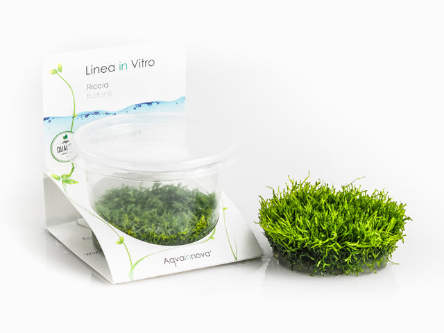 Riccia Fluitans - In Vitro Cup (Riccia fluitans - In Vitro Cup)