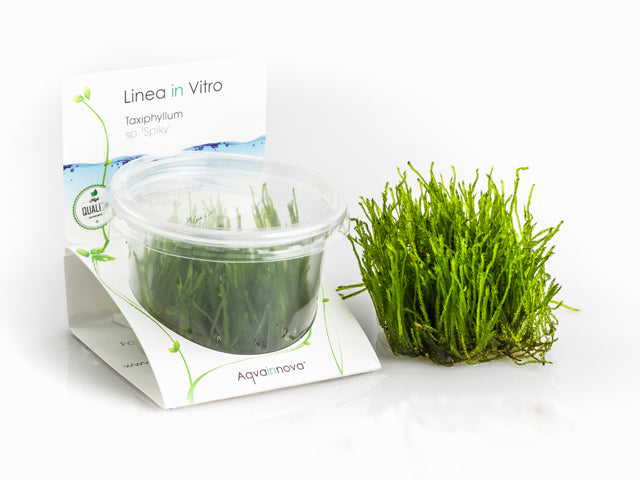 Taxiphyllum Sp. 'Spiky' - In Vitro Cup (Taxiphyllum sp. 'Spiky' - In Vitro Cup)