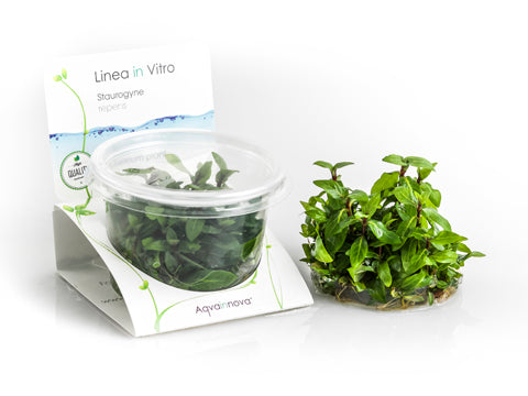 Staurogyne Repens - In Vitro Cup (Staurogyne repens - In Vitro Cup)