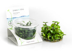 Staurogyne Repens - In Vitro Cup (Staurogyne repens - In Vitro Cup)