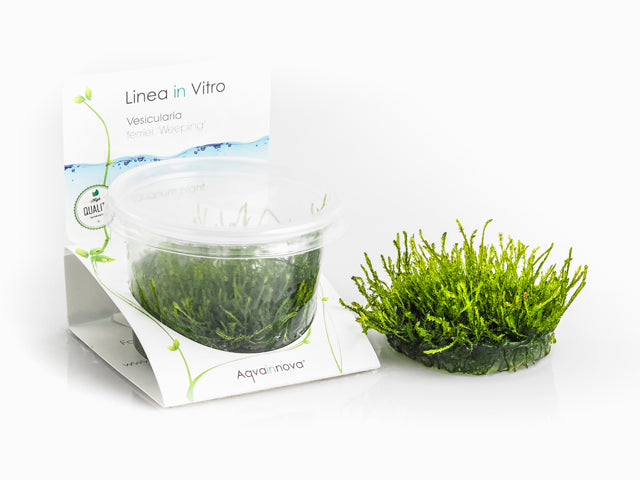 Vesicularia Ferriei 'Weeping' - In Vitro Cup (Vesicularia ferriei 'Weeping' - In Vitro Cup)