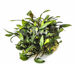 Cryptocoryne Pygmaea - In Vitro Cup (Cryptocoryne pygmaea - In Vitro Cup)