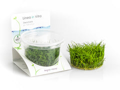 Eleocharis Sp.'minima' - In Vitro Cup (Eleocharis sp.'Minima' - In Vitro Cup)