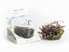 Hygrophila Lancea (Sp. 'Araguaia') - In Vitro Cup (Hygrophila lancea (sp. 'Araguaia') - In Vitro Cup)