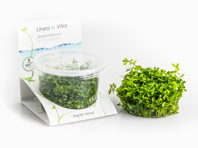 Micranthemum Sp. 'Montecarlo' - In Vitro Cup (Micranthemum sp. 'Montecarlo' - In Vitro Cup)