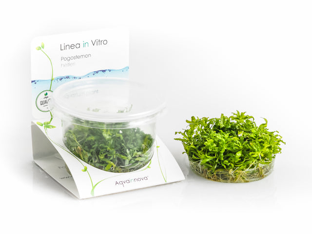 Pogostemon Helferi - In Vitro Cup (Pogostemon helferi - In Vitro Cup)