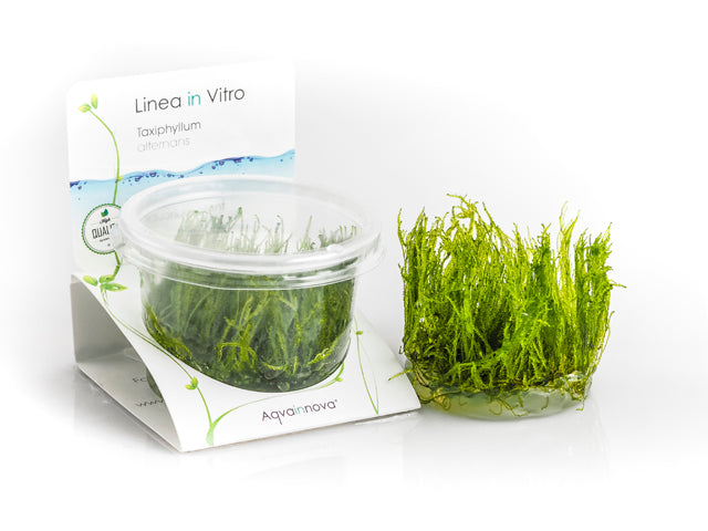 Taxiphyllum Alternans (Taiwan Moss) - In Vitro Cup (Taxiphyllum alternans (Taiwan moss) - In Vitro Cup)