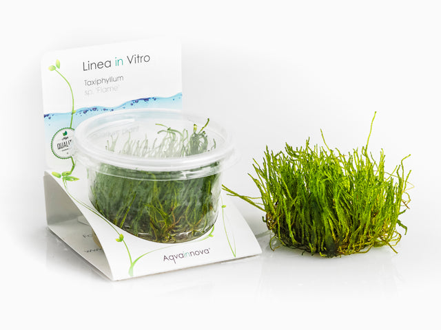 Taxiphyllum Sp. 'Flame' - In Vitro Cup (Taxiphyllum sp. 'Flame' - In Vitro Cup)