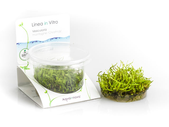 Vesicularia Montagnei 'Christmas' - In Vitro Cup (Vesicularia montagnei 'Christmas' - In Vitro Cup)