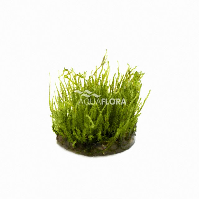 Vesicularia Species (Creeping Moss) - In Vitro Cup (Vesicularia species (Creeping Moss) - In Vitro Cup)