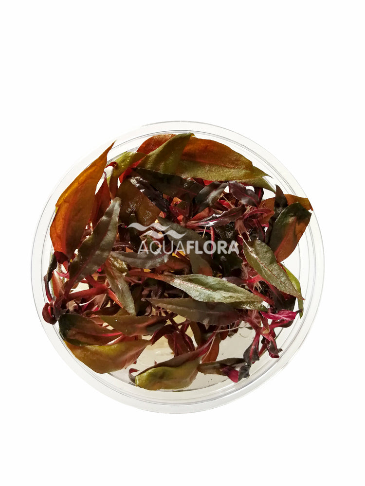 Alternanthera Reineckii 'Pink' - In Vitro Cup (Alternanthera reineckii 'Pink' - In Vitro Cup)