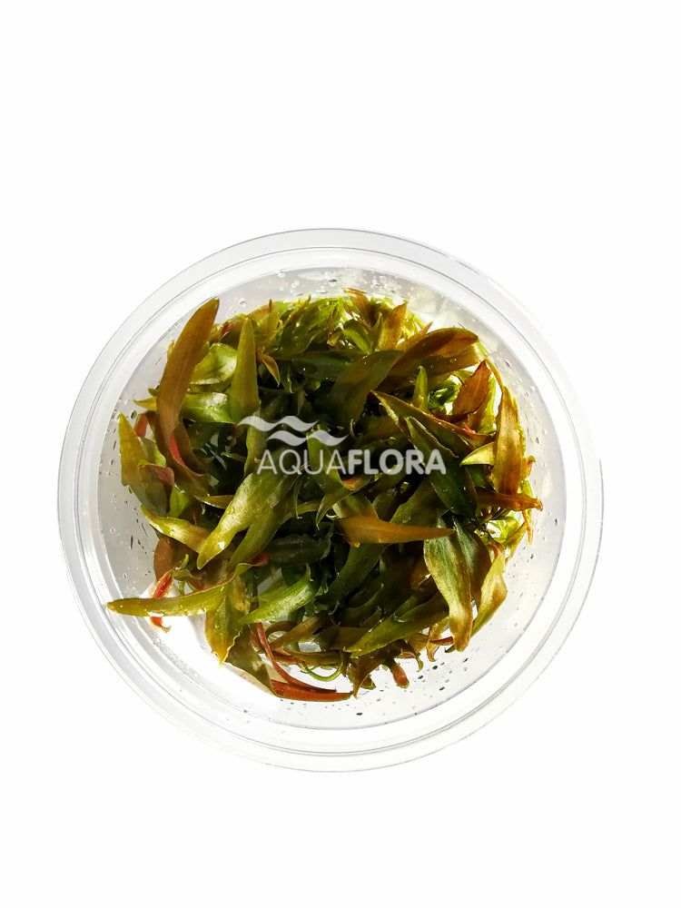 Cryptocoryne Usteriana - In Vitro Cup (Cryptocoryne usteriana - In Vitro Cup)