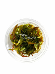 Cryptocoryne Usteriana - In Vitro Cup (Cryptocoryne usteriana - In Vitro Cup)